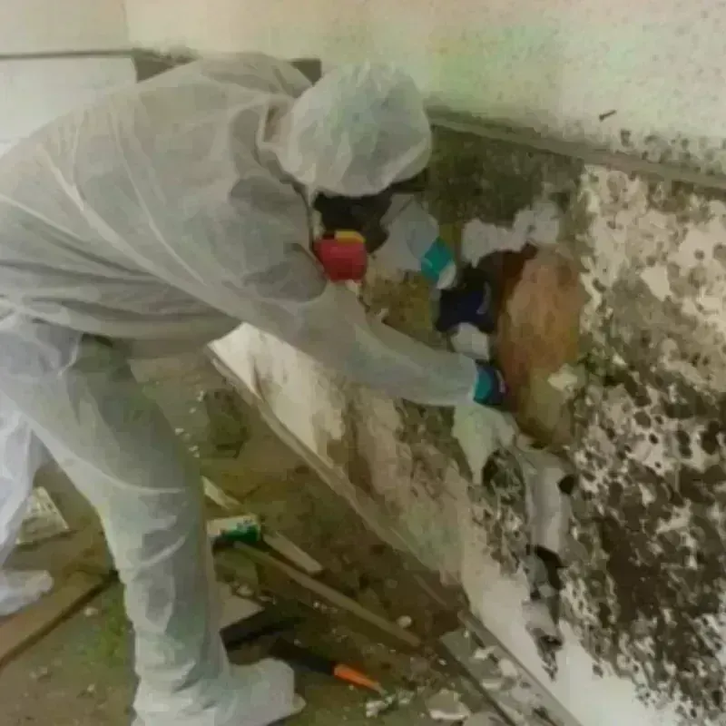 Mold Remediation and Removal in Codington County, SD